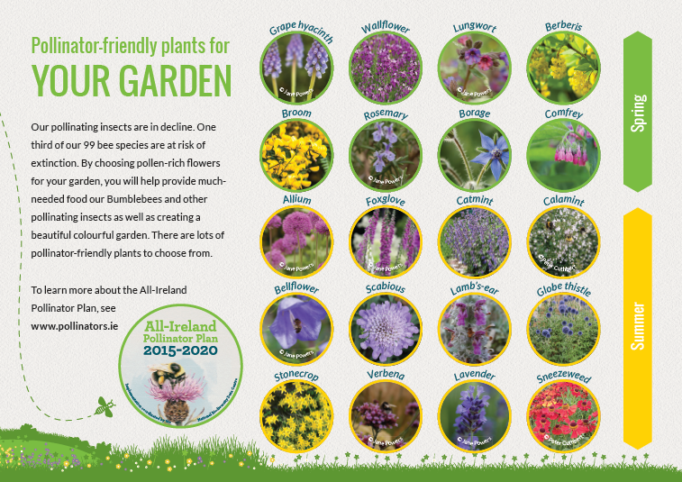 Gardens » All-Ireland Pollinator Plan