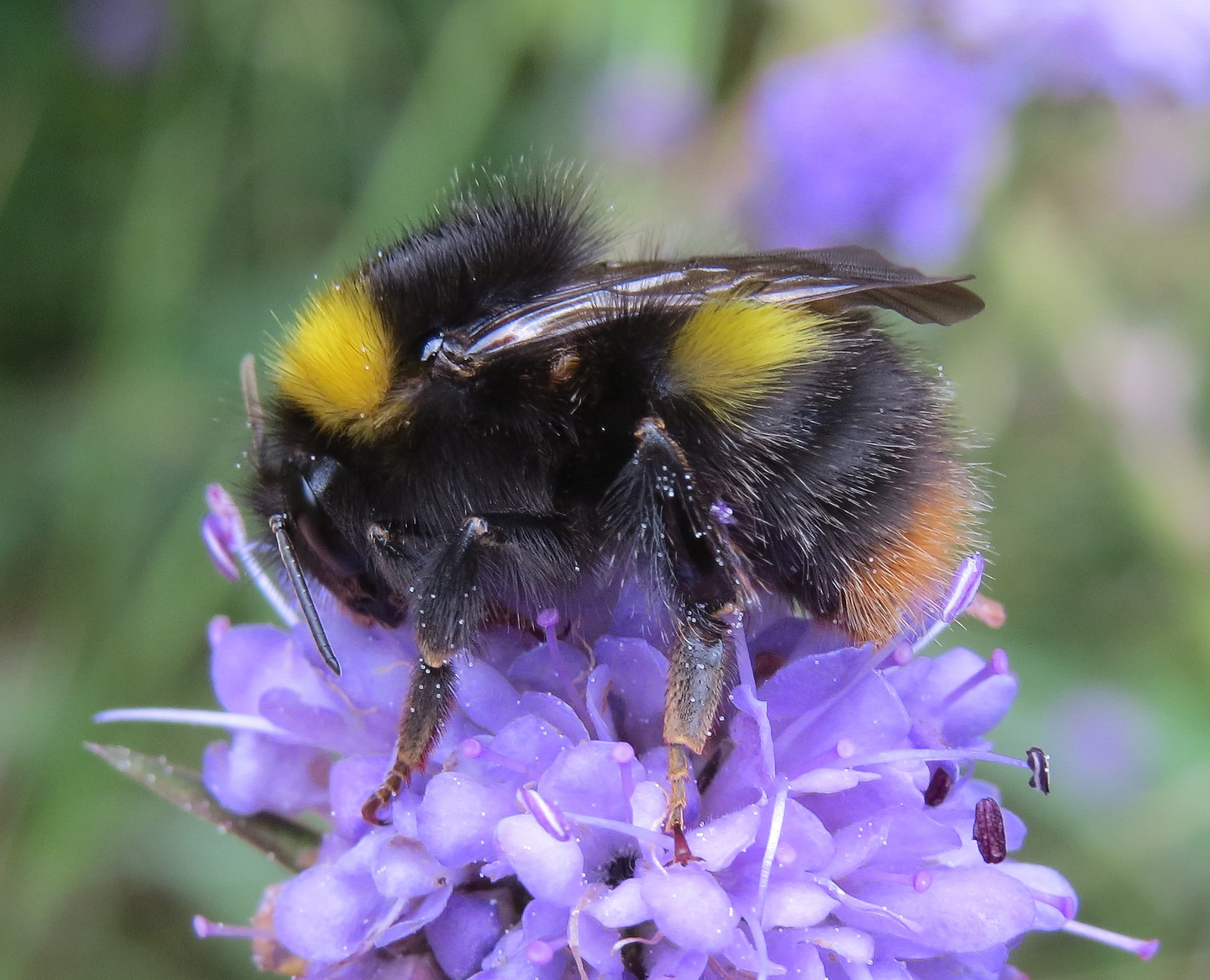 Conserving diversity in Irish plant-pollinator networks » All-Ireland ...