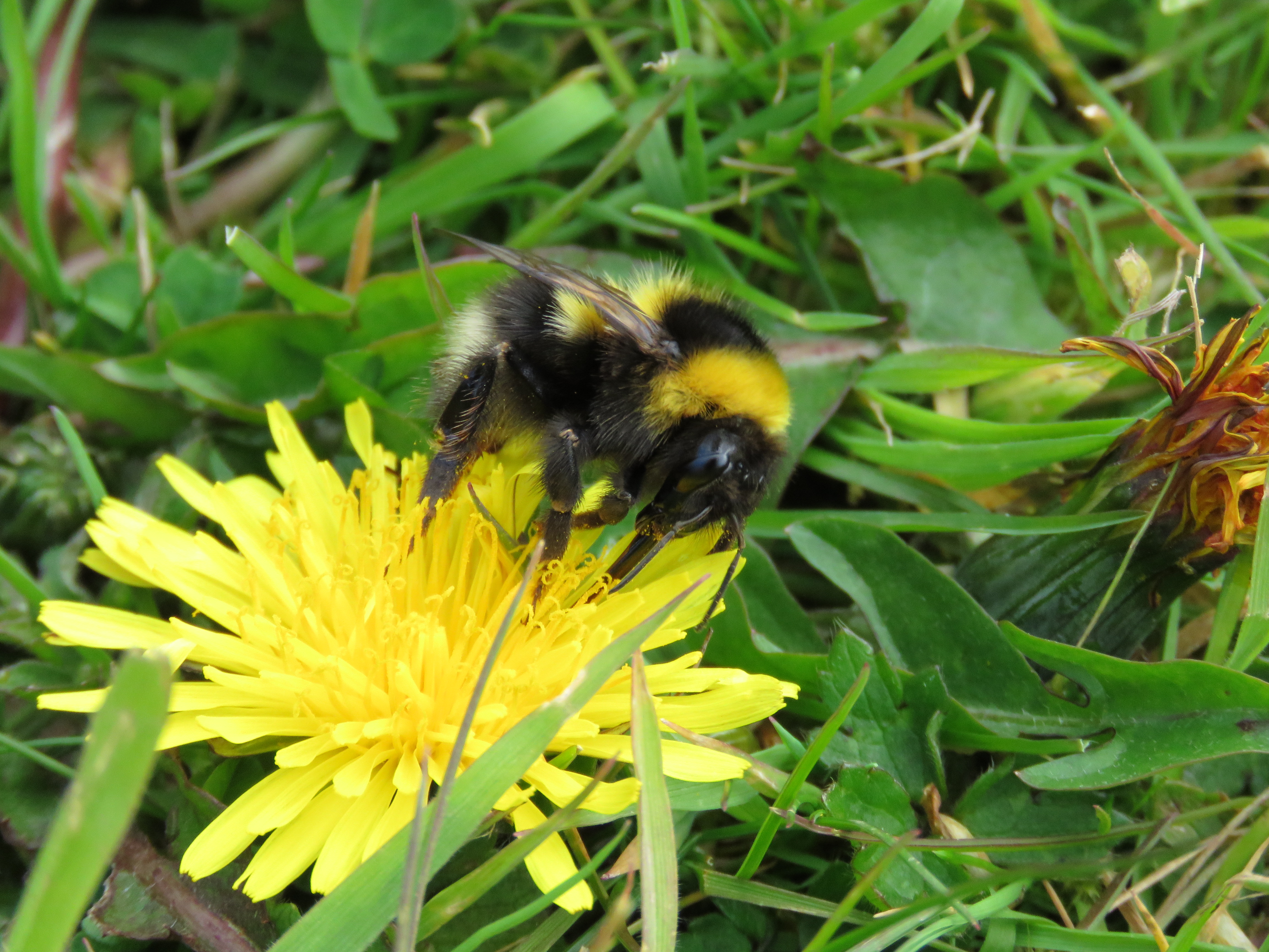 Bumblebees are good for you » All-Ireland Pollinator Plan