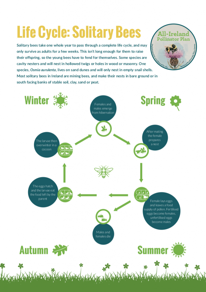 Pollinators Lesson Plan Schools » All-Ireland Pollinator Plan