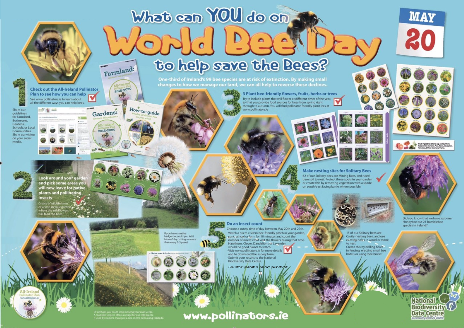 World Bee Day All Ireland Pollinator Plan