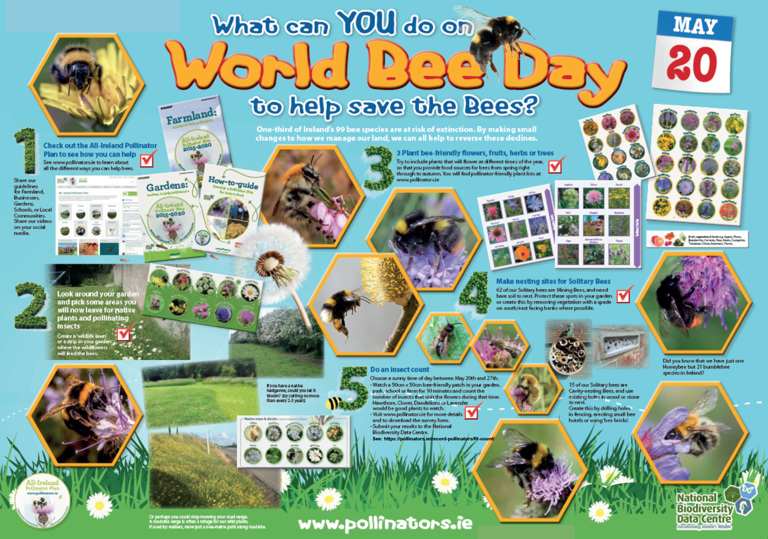 World Bee Day All Ireland Pollinator Plan