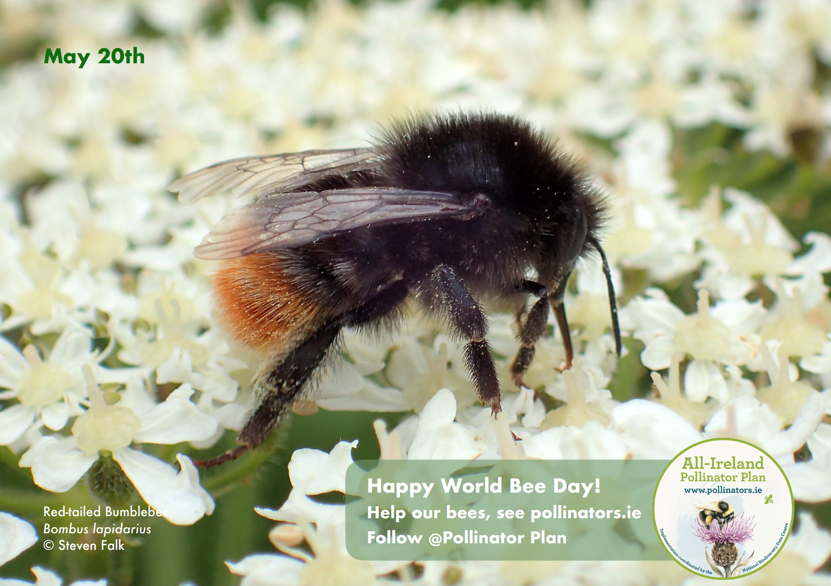 World Bee Day All Ireland Pollinator Plan
