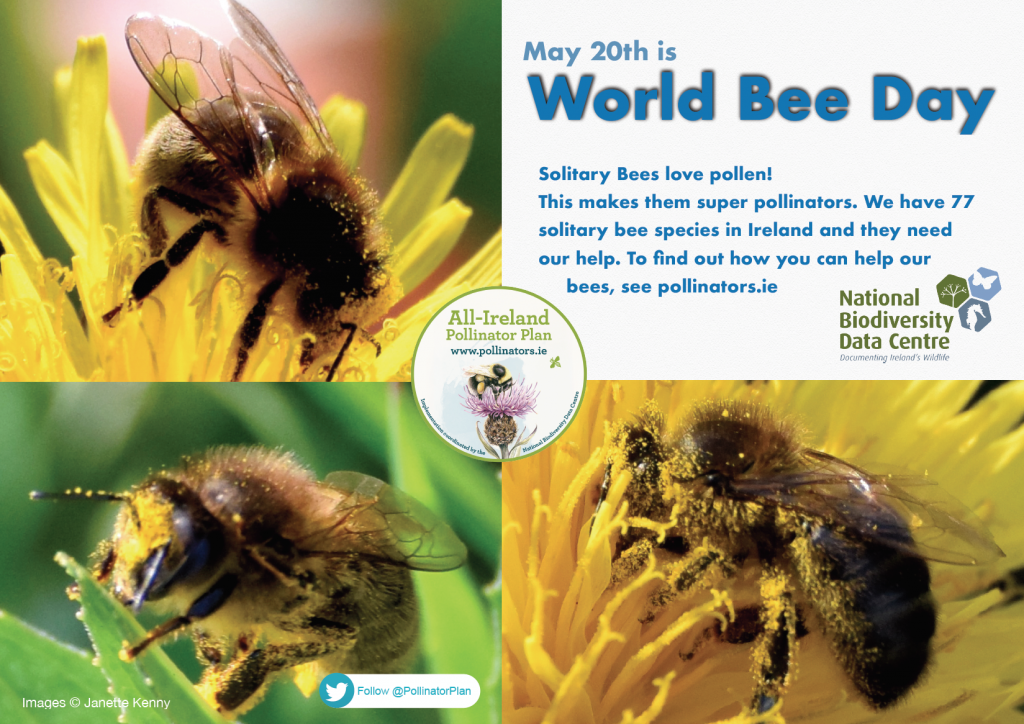 World Bee Day 2020 Â» All-Ireland Pollinator Plan