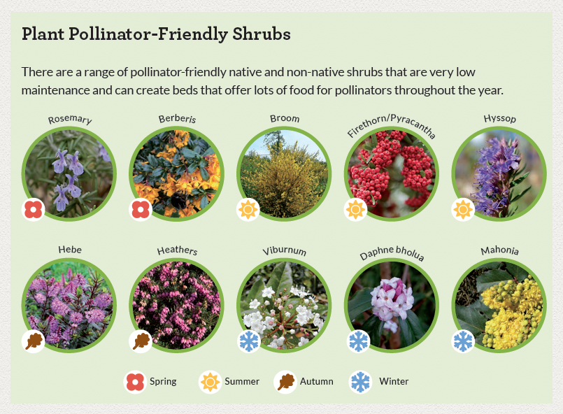 Plants and friends. Pollinator. Pollinator Park. The Plant list.