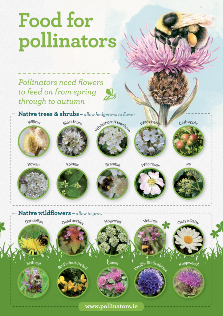 Resources » All-Ireland Pollinator Plan