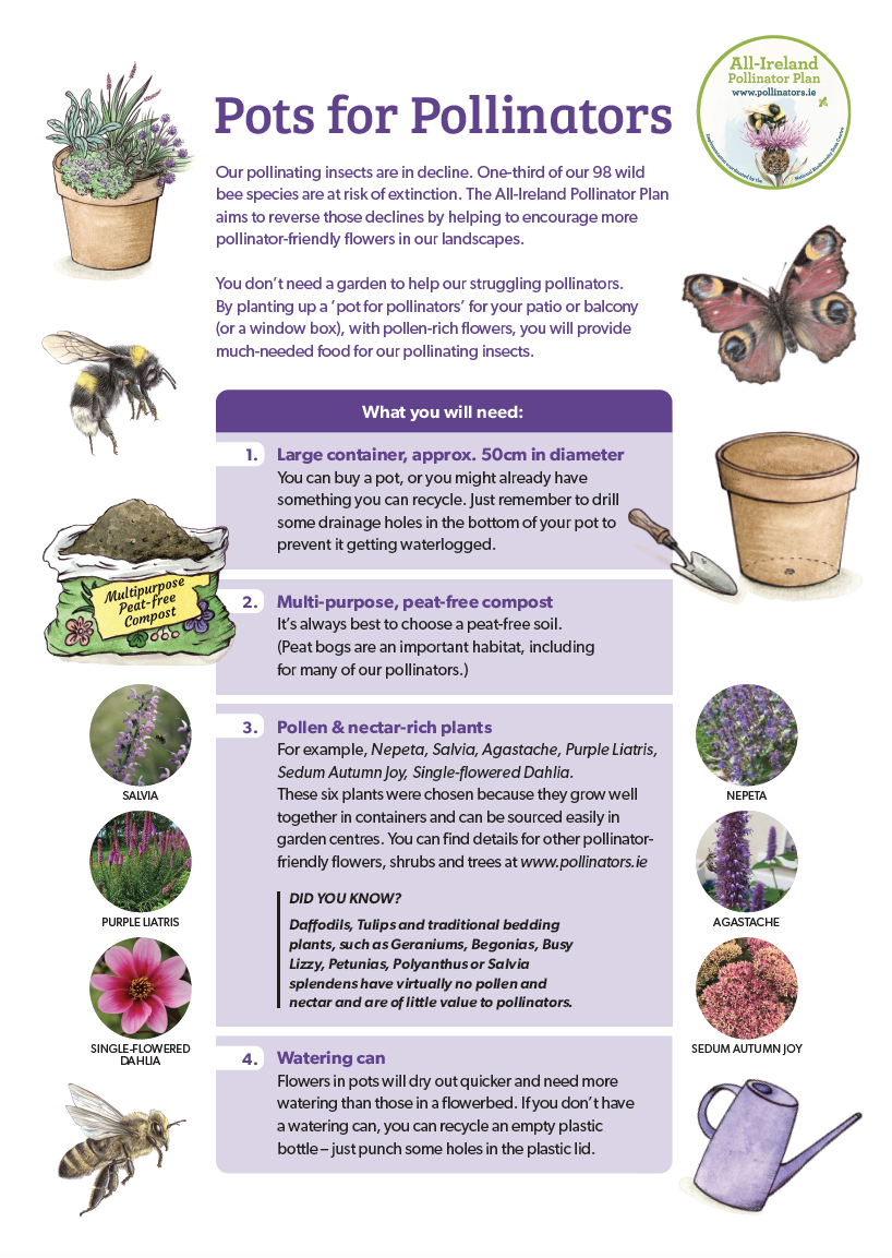 Gardens » AllIreland Pollinator Plan