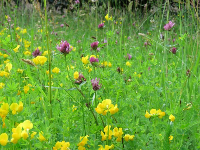 Wildflower Seed » AllIreland Pollinator Plan