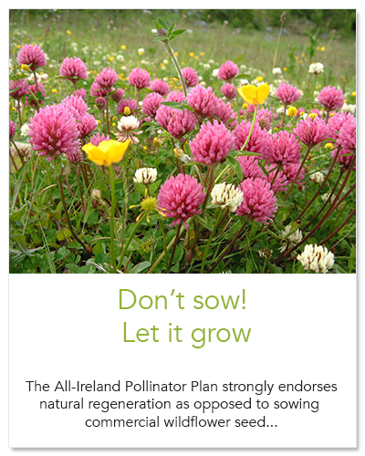 why-we-don-t-recommend-wildflower-seed-mixes-all-ireland-pollinator-plan