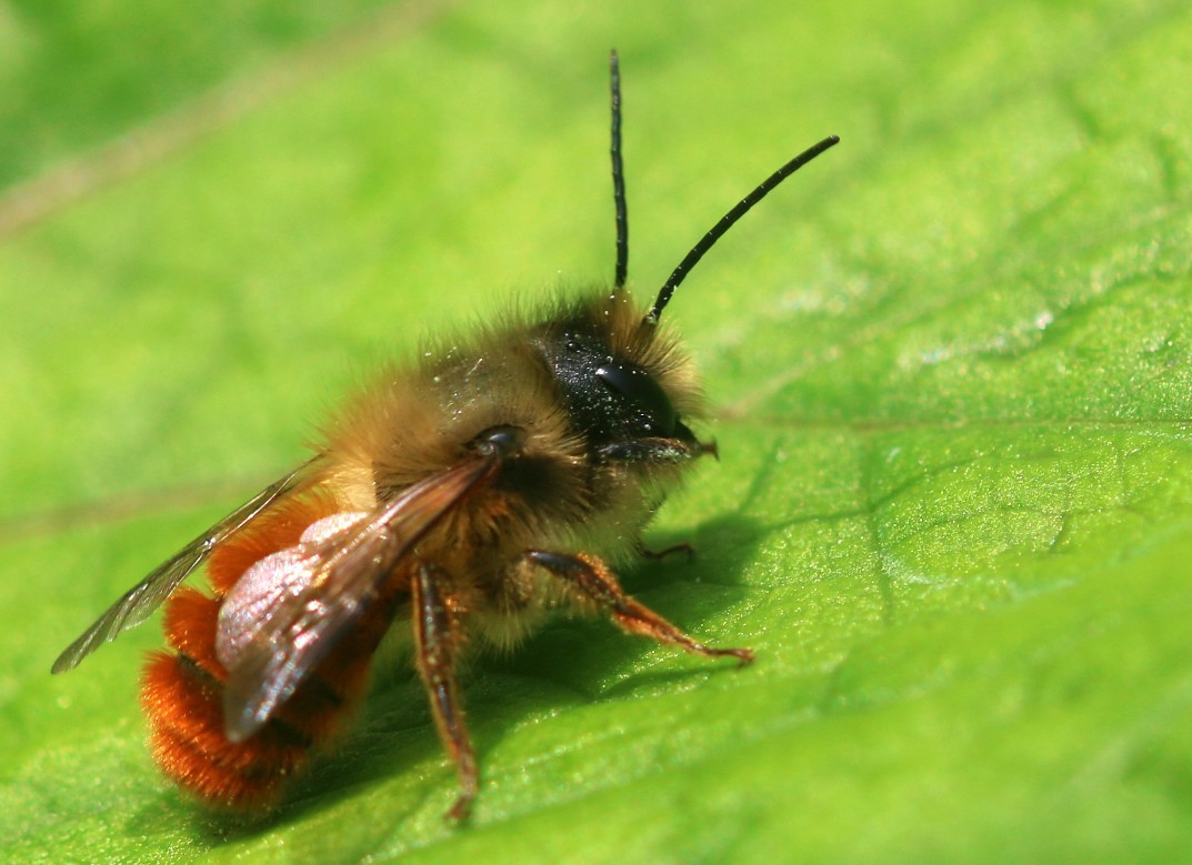 15 solitary bees for beginners » All-Ireland Pollinator Plan