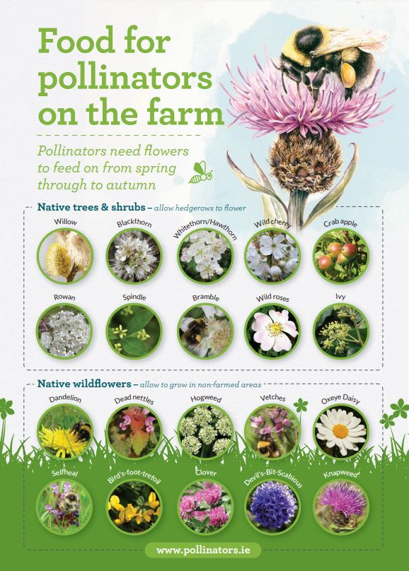 Resources » AllIreland Pollinator Plan