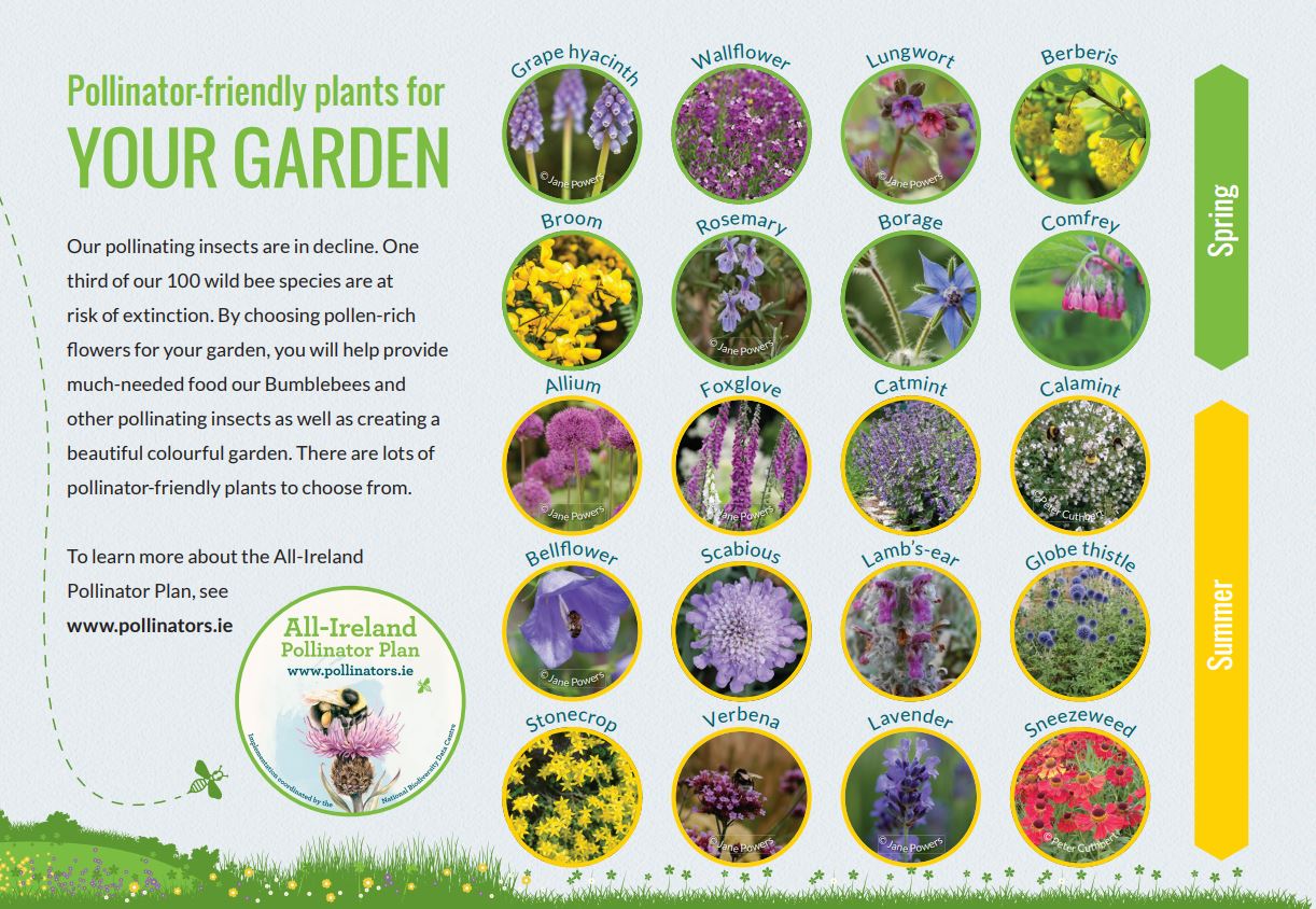 Gardens » All-Ireland Pollinator Plan