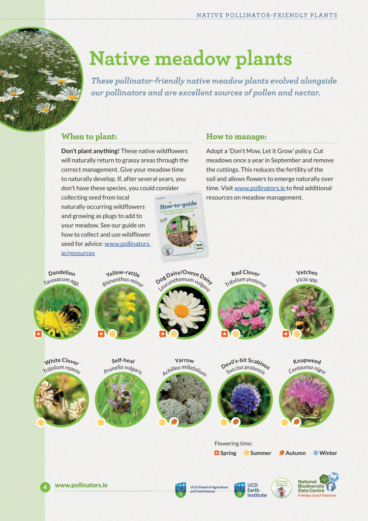 Top 10 Pollinator-friendly Plants for Different Situations » All ...