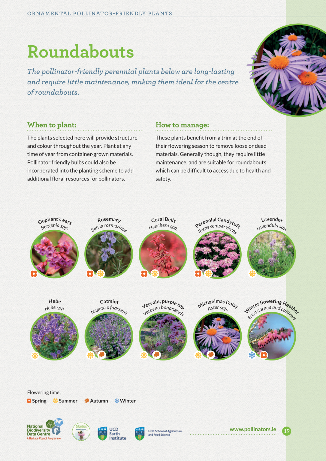 Pollinators Plan Top 10 Pollinator-friendly Plants for Different Situations » All ...