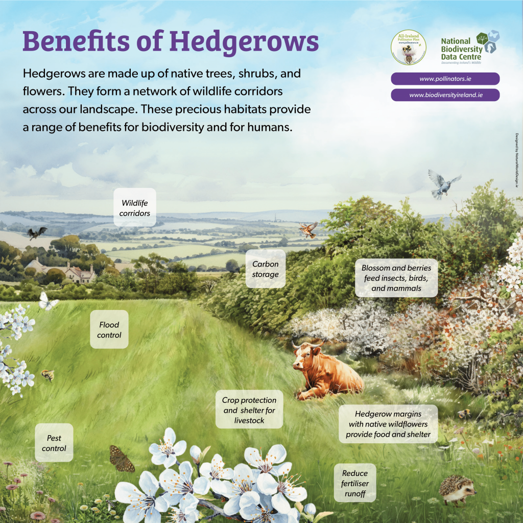 hedgerow-resources-all-ireland-pollinator-plan