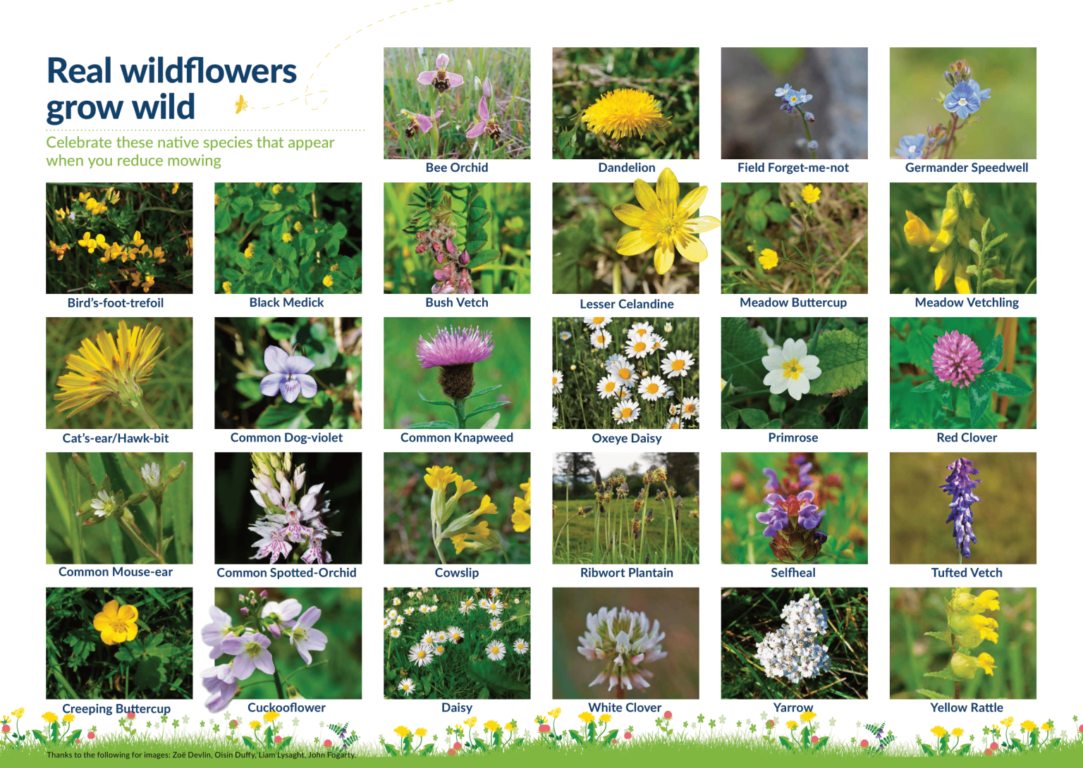 New resource: Celebrating native wildflowers » All-Ireland Pollinator Plan